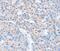 Sorting Nexin 33 antibody, PA5-50773, Invitrogen Antibodies, Immunohistochemistry frozen image 