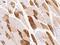 IgA Inducing Protein antibody, 203335-T08, Sino Biological, Immunohistochemistry paraffin image 