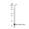 Hemoglobin Subunit Alpha 2 antibody, GTX02831, GeneTex, Western Blot image 