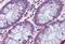 Vasoactive Intestinal Peptide antibody, MBS242318, MyBioSource, Immunohistochemistry paraffin image 