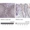 Phosphatidylinositol-4,5-Bisphosphate 3-Kinase Catalytic Subunit Delta antibody, NBP2-38535, Novus Biologicals, Immunohistochemistry paraffin image 