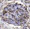 Thrombomodulin antibody, MA5-24214, Invitrogen Antibodies, Immunohistochemistry paraffin image 
