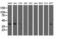 SH3 Domain Containing GRB2 Like 1, Endophilin A2 antibody, LS-C115462, Lifespan Biosciences, Western Blot image 