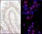 Protein Phosphatase 4 Regulatory Subunit 3A antibody, NB100-2879, Novus Biologicals, Immunohistochemistry frozen image 