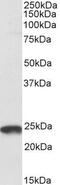 PYD And CARD Domain Containing antibody, GTX22236, GeneTex, Western Blot image 