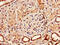 Bone Morphogenetic Protein 7 antibody, CSB-PA05805A0Rb, Cusabio, Immunohistochemistry paraffin image 