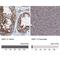 SUMO1 Activating Enzyme Subunit 1 antibody, NBP2-13272, Novus Biologicals, Immunohistochemistry paraffin image 
