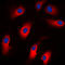 Caspase 7 antibody, LS-C351917, Lifespan Biosciences, Immunofluorescence image 