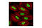 Minichromosome Maintenance Complex Component 2 antibody, 3619P, Cell Signaling Technology, Immunofluorescence image 