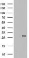 Integrin cytoplasmic domain-associated protein 1 antibody, TA803787S, Origene, Western Blot image 