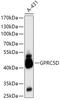 G Protein-Coupled Receptor Class C Group 5 Member D antibody, 18-071, ProSci, Western Blot image 