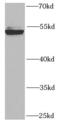 RuvB Like AAA ATPase 2 antibody, FNab07538, FineTest, Western Blot image 