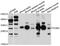 Proopiomelanocortin antibody, MBS128070, MyBioSource, Western Blot image 