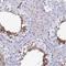 Golgin A6 Family Member A antibody, NBP2-54716, Novus Biologicals, Immunohistochemistry frozen image 