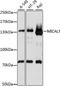 Microtubule Associated Monooxygenase, Calponin And LIM Domain Containing 1 antibody, A15505, ABclonal Technology, Western Blot image 