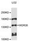 WD Repeat Domain 35 antibody, LS-C747895, Lifespan Biosciences, Western Blot image 