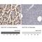 Estrogen sulfotransferase antibody, NBP1-84786, Novus Biologicals, Immunohistochemistry paraffin image 