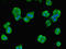 NME/NM23 Nucleoside Diphosphate Kinase 3 antibody, LS-C676166, Lifespan Biosciences, Immunofluorescence image 