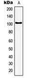 General Transcription Factor IIIC Subunit 3 antibody, orb214888, Biorbyt, Western Blot image 