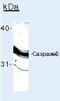 Caspase 6 antibody, GTX17822, GeneTex, Immunoprecipitation image 