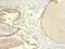 Tripartite Motif Containing 28 antibody, CSB-PA05254A0Rb, Cusabio, Immunohistochemistry frozen image 