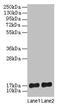 Signal Recognition Particle 19 antibody, CSB-PA022674HA01HU, Cusabio, Western Blot image 