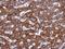 TOM1-like protein 1 antibody, LS-C155408, Lifespan Biosciences, Immunohistochemistry frozen image 