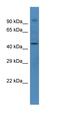 Zinc Finger Protein 169 antibody, orb330058, Biorbyt, Western Blot image 