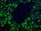 Human pancreatic exocrine cell antibody, NBP1-18952, Novus Biologicals, Immunocytochemistry image 