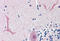Forkhead Box C1 antibody, MBS242402, MyBioSource, Immunohistochemistry frozen image 