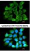 Cytokine Receptor Like Factor 1 antibody, NBP2-19580, Novus Biologicals, Immunocytochemistry image 