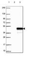 Zinc Finger Protein 843 antibody, HPA030911, Atlas Antibodies, Western Blot image 