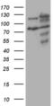 5'-3' Exoribonuclease 2 antibody, MA5-27148, Invitrogen Antibodies, Western Blot image 