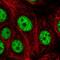 Serrate, RNA Effector Molecule antibody, HPA058379, Atlas Antibodies, Immunofluorescence image 