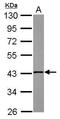 NAD(P) Dependent Steroid Dehydrogenase-Like antibody, GTX115995, GeneTex, Western Blot image 