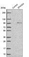 Zinc Finger AN1-Type Containing 4 antibody, PA5-58133, Invitrogen Antibodies, Western Blot image 