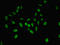 Annexin A11 antibody, LS-C375204, Lifespan Biosciences, Immunofluorescence image 