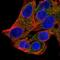 Signal Recognition Particle 54 antibody, NBP2-56255, Novus Biologicals, Immunofluorescence image 