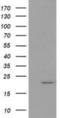 Peptide Deformylase, Mitochondrial antibody, NBP2-00814, Novus Biologicals, Western Blot image 