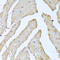 ATPase Family AAA Domain Containing 3B antibody, A09088-1, Boster Biological Technology, Immunohistochemistry frozen image 