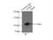 Striatin antibody, 21624-1-AP, Proteintech Group, Immunoprecipitation image 