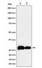 Egl-9 Family Hypoxia Inducible Factor 3 antibody, M02182, Boster Biological Technology, Western Blot image 