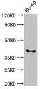 CD33 Molecule antibody, CSB-PA004925LA01HU, Cusabio, Western Blot image 