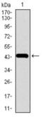 Chromogranin A antibody, abx015818, Abbexa, Western Blot image 