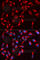 WASP Like Actin Nucleation Promoting Factor antibody, A2576, ABclonal Technology, Immunofluorescence image 