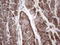 Adiponectin, C1Q And Collagen Domain Containing antibody, LS-C339244, Lifespan Biosciences, Immunohistochemistry paraffin image 