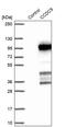 Coiled-Coil Domain Containing 9 antibody, PA5-61054, Invitrogen Antibodies, Western Blot image 