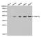 DNA Methyltransferase 3 Like antibody, A04214-1, Boster Biological Technology, Western Blot image 