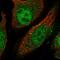 Lengsin antibody, PA5-65252, Invitrogen Antibodies, Immunofluorescence image 