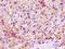Microsomal Glutathione S-Transferase 1 antibody, orb415609, Biorbyt, Immunohistochemistry paraffin image 